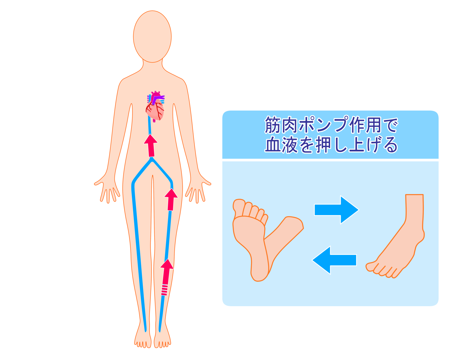 デスクワークで座位時間が多い人、ふくらはぎに注目！
